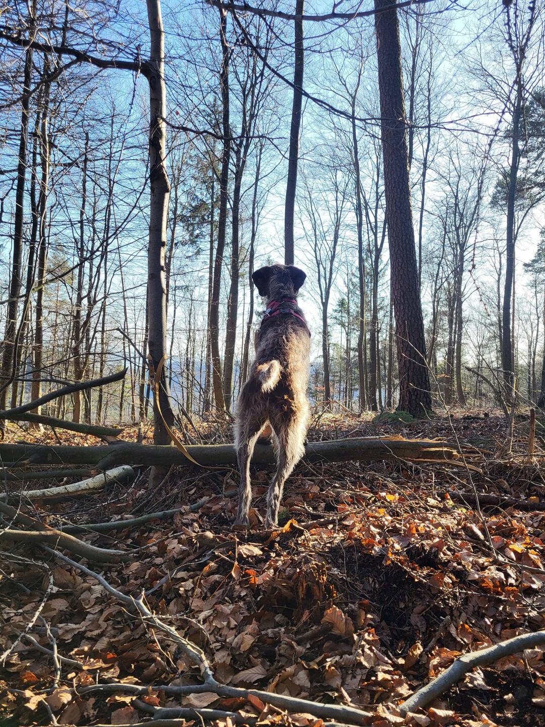 Kiba wohnt im Pfälzerwald.
