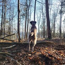Kiba wohnt im Pfälzerwald.