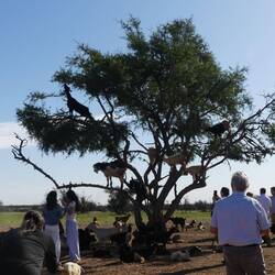 Die Blätter des Argonbaumes mögen sie....