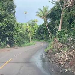 Die Strasse durch den Dschungel