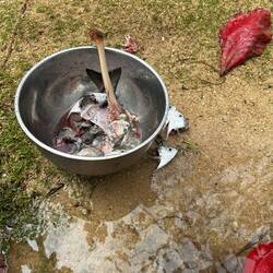 Diese Fische hier hatten weniger Glück...