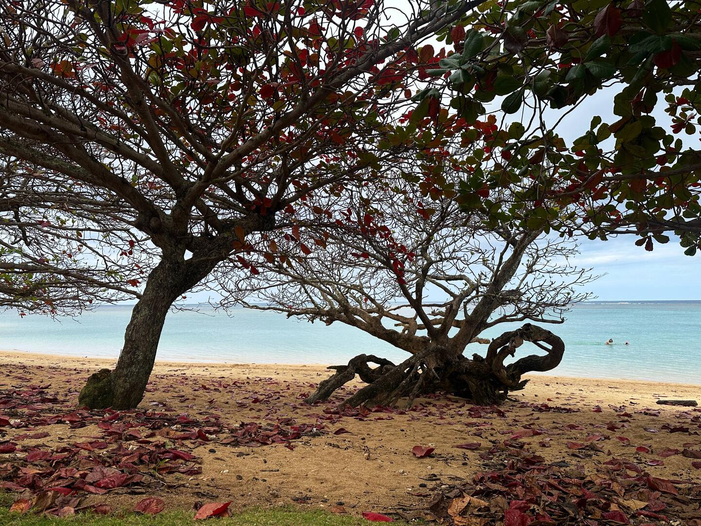 Die Anini Beach