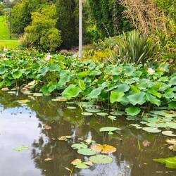 Seerosen im Botanischen Garten