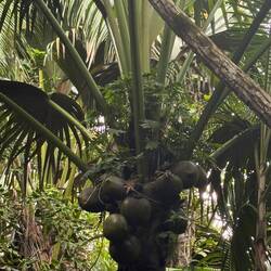 Här växer det nötter från Coco de Mer trädet.