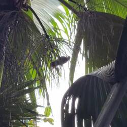 Här såg vi en mycket sällsynt Black Parrot