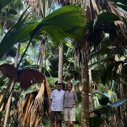 Han-trädet till vänster (högre o smalare) och hon-trädet till höger (kortare och kraftigare)