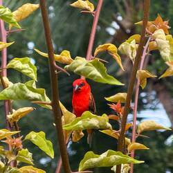En av många vackra fåglar i restaurangens trädgård