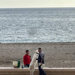 Ein Kalb geht Gassi 😂