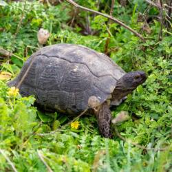 Sichtungen Unterwegs - Schildkröte