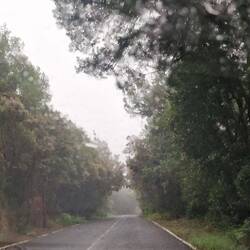 Durch einen Teil des Lorbeerwaldes.