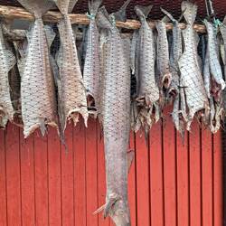 Hier hat jemand einen heraushängen lassen