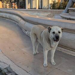 Ein ganz lieber, großer Hund 🐶