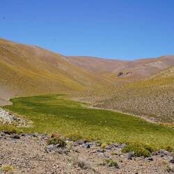 Auf den wenigen grünen Flächen grasen zahlreiche Guanacos. 
