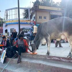 People casually share food with animals it's normal and I love it :)