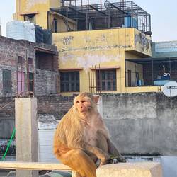 Monkeys making mischief on the roof every day