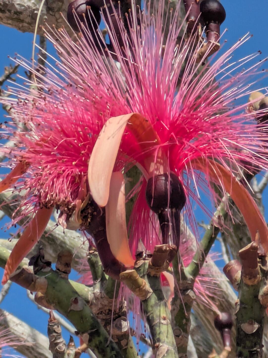 Die Blüte eines Rasierpinselbaumes