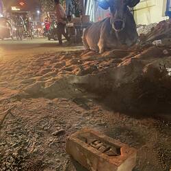 Sun symbol bricks and cows everywhere ✨