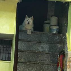 Dog with a bindi in one of our favorite restaurants 🥰
