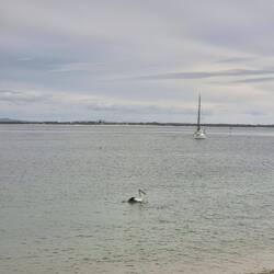 Pelikane aus Findet Nemo