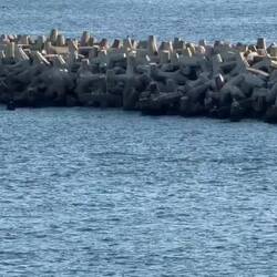 Delfine beim Einlaufen