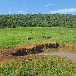Warzenschweine kabbeln sich