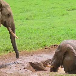 Man dachte, der Elefant kommt nicht raus 😏