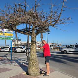Florettseidenbaum („Flaschenbaum“) mit Stacheln am Stamm