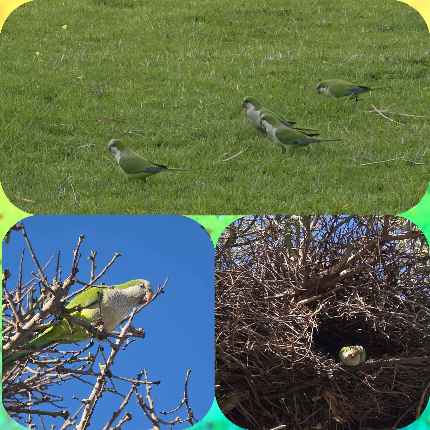 Mönchssittiche beim Nestbau