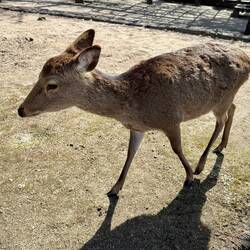 überall hat es wilde Rehe, die frei herumlaufen