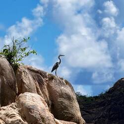 En av flera spännande fåglar