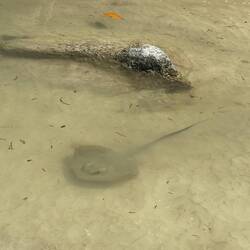 Dessa ska man absolut inte trampa på