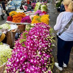 Orchideen ohne Limit