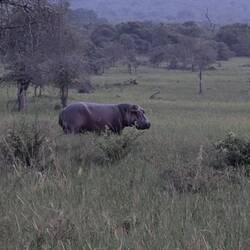 They like to eat on land but don't get between them and the water!