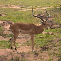 We were excited to see an antelope. 24hrs later we had seen hundreds