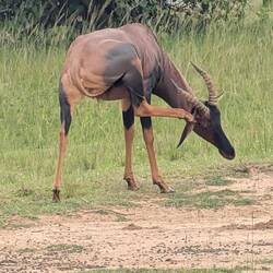 Topi became my spirit animal. Somehow I could always spot them before the guide.