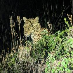 A magical find on our first safari day. The elusive leopard!