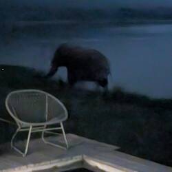 After dinner we heard some strange noises by the pool. Flash was not an option.