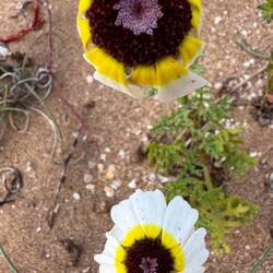 Die Blumen schließen sich 🙏