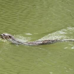 Fischotter im Singapore River