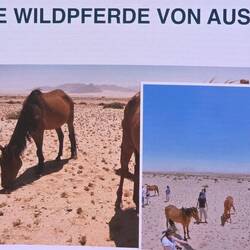 Die Pferde wurden 1915 in die Wüste geschickt und haben bis heute überlebt
