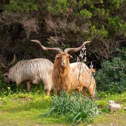 Und da waren sie nochmal 😉