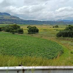 und kilometerweise Mais