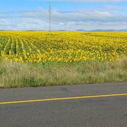 auch Sonnenblumen, auf 1500 müM