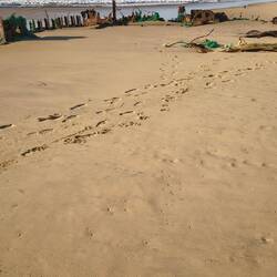 Verrostete Schiffsreste?