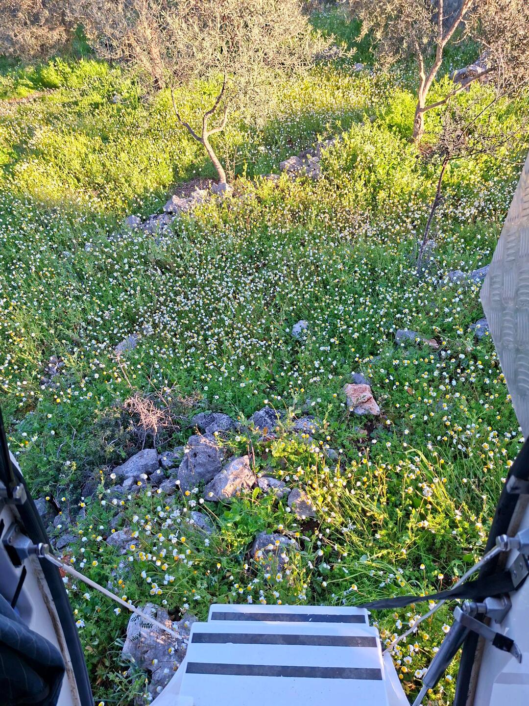 Réveil dans un champ de marguerites