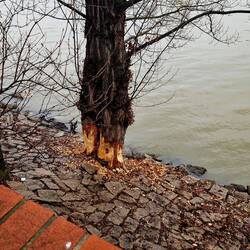 Ds isch ds erstä woni vo de Nutrias ha gseh