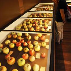 Äpfel aus Pappmache / Apples from Papier-mâché