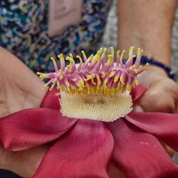 Die Blüten riechen auch so fein ♡