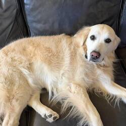 Watching the final matchup of hockey