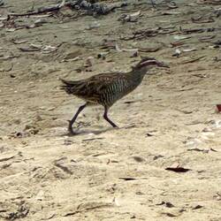 Saw a rare Banded Rail